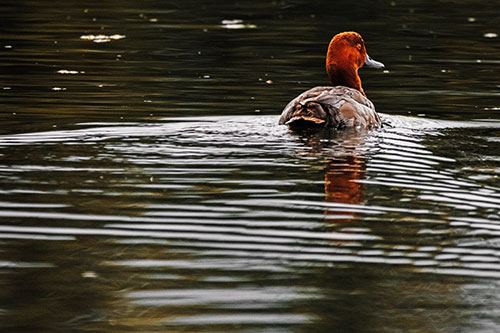 Redhead Duck Swimming Across Water (Orange Tint Photo)