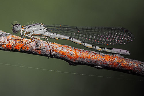 Resting Damselfly Spread Across Branch (Orange Tint)