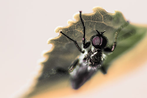Resting March Fly Seeks Shade Beneath Leaf Petal (Orange Tint)