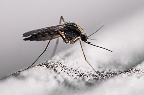 Resting Mosquito Awaits Warmth Among Sunlight (Orange Tint)