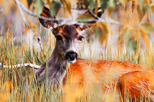 Resting White Tailed Deer Watches Surroundings (Orange Tint Photo)