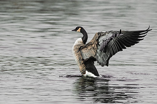Rising Canadian Goose Spreading Wings Among Lake Top (Orange Tint)