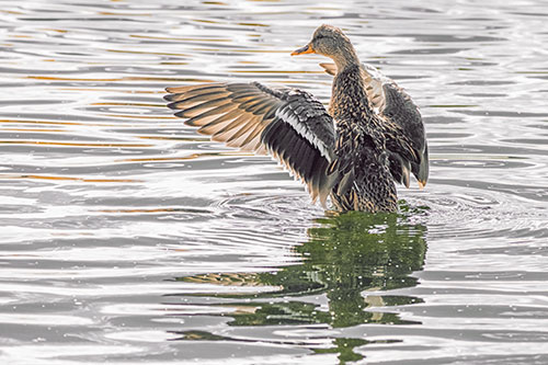 Rising Mallard Duck Flaps Wings Atop Lake (Orange Tint)