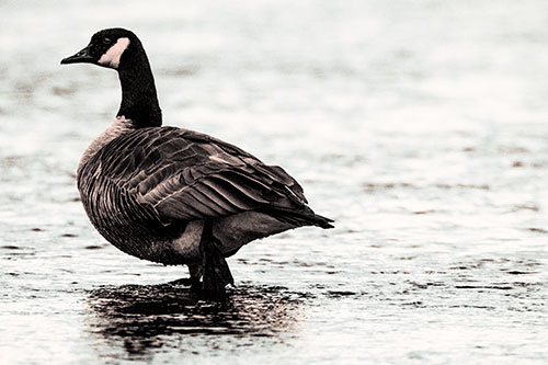 River Walking Canadian Goose (Orange Tint Photo)