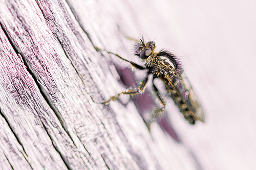 Robber Fly Perched Along Sloping Tree Stump (Orange Tint Photo)