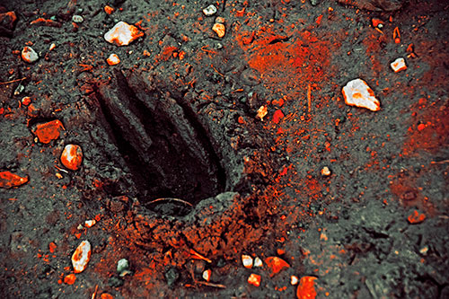 Rocks Surround Deep Mud Paw Footprint (Orange Tint Photo)