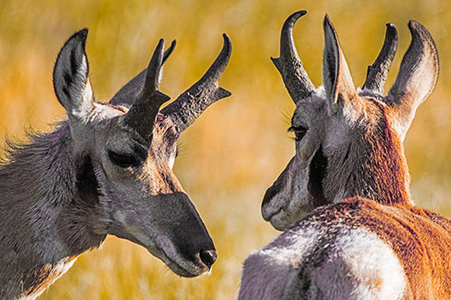 Romantic Pronghorn Couple Get Close (Orange Tint)