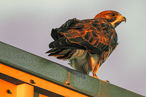 Rough Legged Hawk Enjoying Sunrise Atop Steel Roof Ledge (Orange Tint)