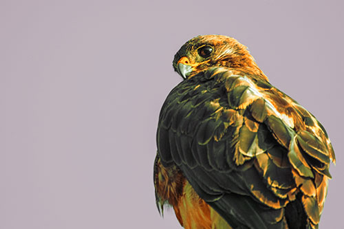 Rough Legged Hawk Glancing Backwards (Orange Tint Photo)