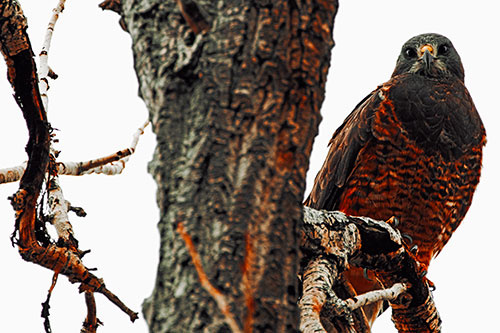 Rough Legged Hawk Watches Intensely Atop Tree Branch (Orange Tint Photo)