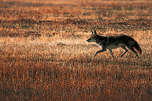 Running Coyote Hunting Among Grass Prairie (Orange Tint Photo)