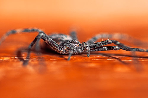 Running Crab Spider Resting Among Bench (Orange Tint)