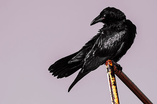 Rusted Rail Raven Keeping Watch (Orange Tint)