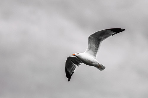 Seagull Flying Among Cloudy Overcast Sky (Orange Tint)