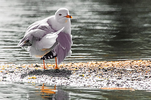 Seagull Grooming Itself Among Lake Shore (Orange Tint)