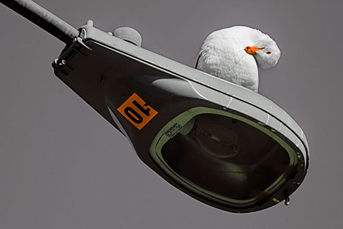 Seagull Grooming Self Atop Street Light Pole (Orange Tint)