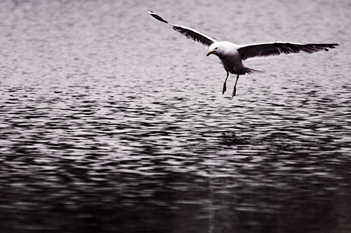 Seagull Landing On Lake Water (Orange Tint Photo)