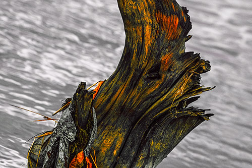 Seasick Faced Tree Log Among Flowing River (Orange Tint Photo)