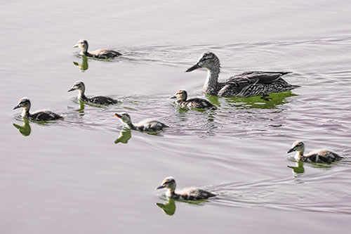 Seven Mallard Ducklings Swimming With Mother (Orange Tint)