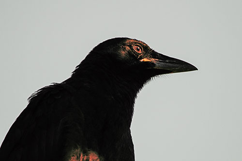 Shaded Crow Gazing Towards Sunlight (Orange Tint)
