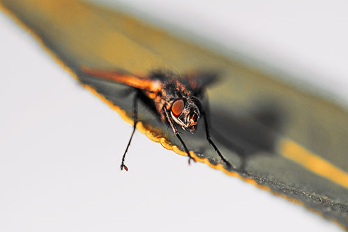 Shadow Casting Cluster Fly Dangles Leg Off Plant Leaf (Orange Tint)