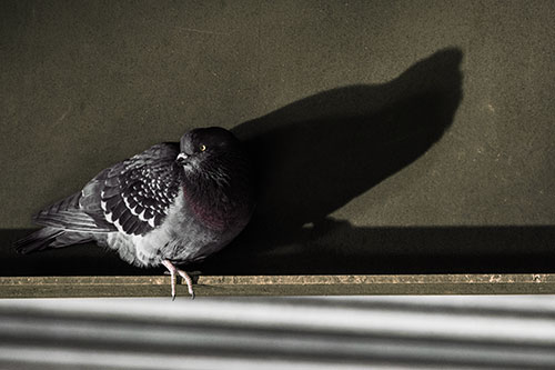 Shadow Casting Pigeon Looking Towards Light (Orange Tint)