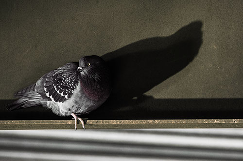 Shadow Casting Pigeon Looking Towards Light (Orange Tint Photo)