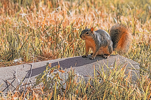 Shadow Casting Squirrel Sitting Atop Concrete Drain (Orange Tint)