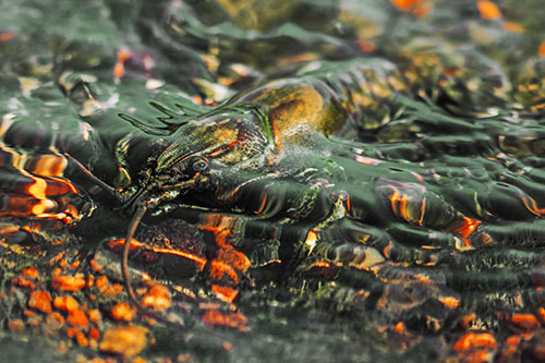 Shallow Submerged Crayfish Keeping Watch Among River (Orange Tint Photo)