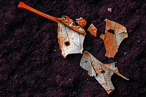 Shattered Leaf Face Separating Atop Pavement (Orange Tint)
