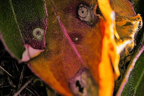Shocked Fuzzy Decaying Leaf Face Among Sunlight (Orange Tint Photo)