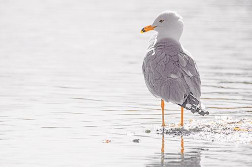 Shore Standing Seagull Watches Across Lake (Orange Tint)
