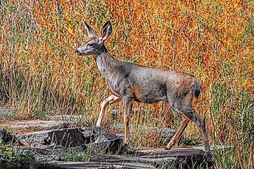 Side Glancing Mule Deer Walking Up Stepping Stones (Orange Tint)