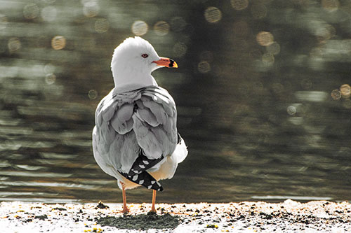 Sideways Glancing Seagull Observing Lake Surroundings (Orange Tint)