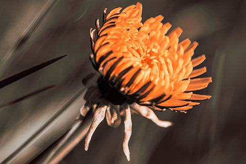 Sideways Taraxacum Flower Blooming Towards Light (Orange Tint Photo)