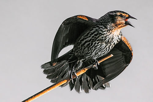 Singing Female Red Winged Blackbird Gripping Broken Cattail (Orange Tint)