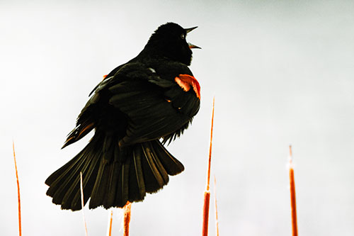 Singing Red Winged Blackbird Atop Cattail Branch (Orange Tint Photo)