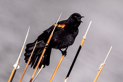 Singing Red Winged Blackbird Gripping Ahold Between Leaning Cattail Branches (Orange Tint)