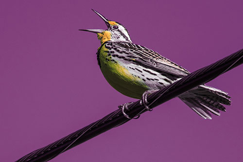 Singing Western Meadowlark Perched Atop Powerline Wire (Orange Tint Photo)