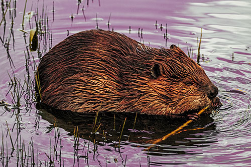 Sitting Beaver Nibbles Branch Along Shallow Rivershore (Orange Tint)