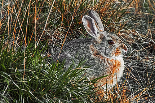 Sitting Bunny Rabbit Enjoying Sunrise Among Grass (Orange Tint Photo)