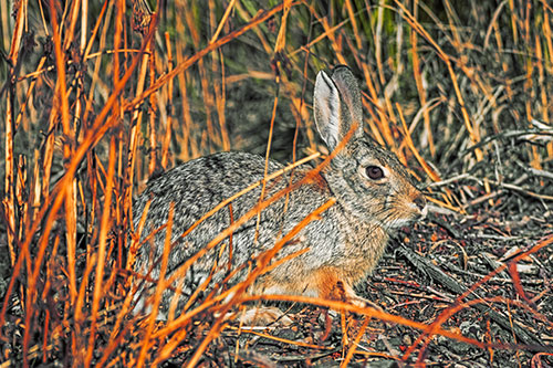 Sitting Bunny Rabbit Enjoying Sunshine Among Sticks (Orange Tint)