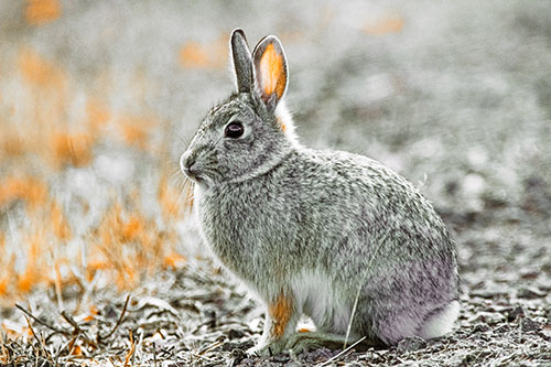 Sitting Bunny Rabbit Perched Beside Grass Blade (Orange Tint Photo)