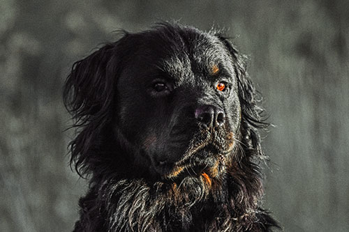 Sitting Rottweiler Dog Poses Among Sunrise (Orange Tint)
