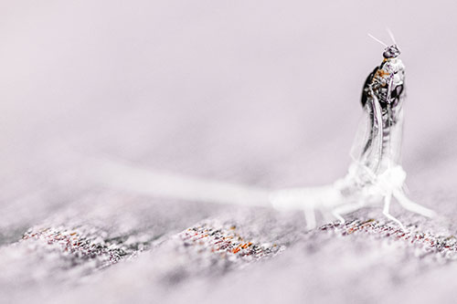 Skin Shedding Mayfly Rises Upwards (Orange Tint)