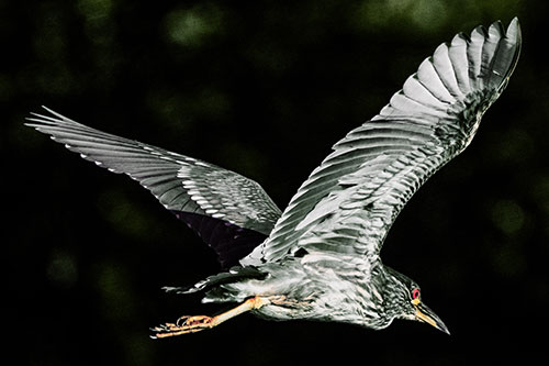 Skittish Black Crowned Night Heron Flying Towards Seclusion (Orange Tint)