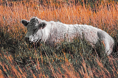 Sleeping Cow Resting Among Grass (Orange Tint Photo)