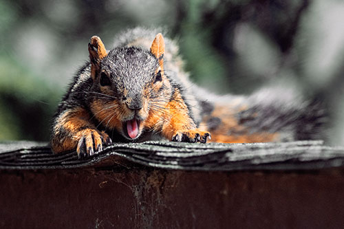 Sleepy Squirrel Yawning Among Rooftop (Orange Tint)