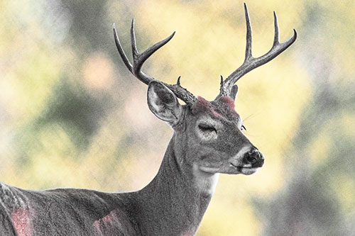 Sleepy White Tailed Deer Dreaming Among Trees (Orange Tint)
