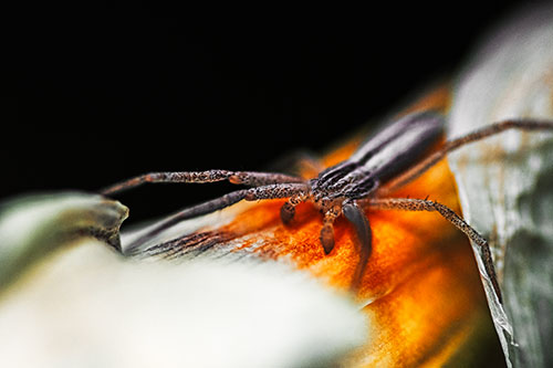 Slender Crab Spider Sprawled Out Among Plant (Orange Tint)